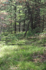 Wild ferns growing in the summer green forest.