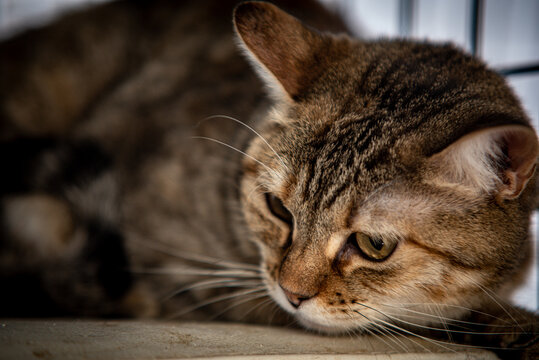 Gato durmiendo, gato tigrado 