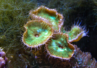 Green White Striped Polyp  (Zoanthus sp.), Colorful button corals swaying under the sea water, USA