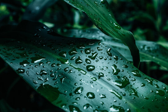 Bright green tropical palm leaves with raindrops. The beauty of wild nature