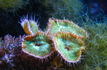 Green White Striped Polyp  (Zoanthus sp.), Colorful button corals swaying under the sea water, USA