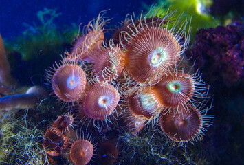 Naklejka na ściany i meble Green White Striped Polyp (Zoanthus sp.), Colorful button corals swaying under the sea water, USA