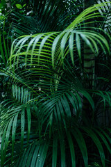 Tropical green palm tree growing in the jungle. Exotic nature