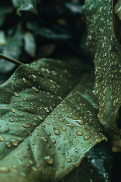 Bright green tropical palm leaves with raindrops. The beauty of wild nature