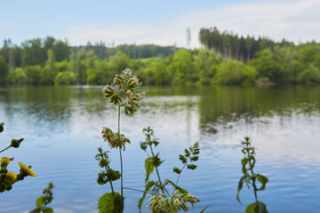 Möhnesee-Wamel, Möhnetal, Südufer, Kreis Soest, NRW, DE, Germany 