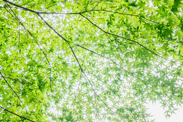 太陽光を浴びるもみじの葉