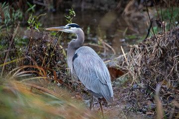 Blue heron in creek