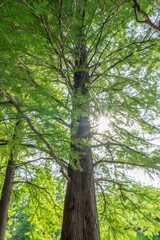 Obraz premium 木の幹と太陽光