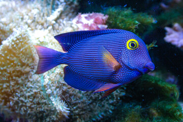 Naklejka premium Yellow Eyed Kole Tang in reef aquarium, Ctenochaetus strigosus