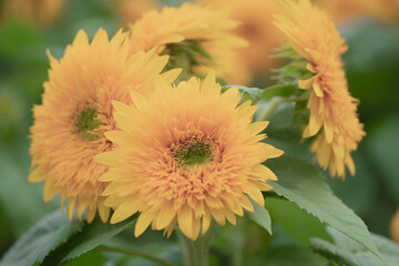 世羅高原のヒマワリ