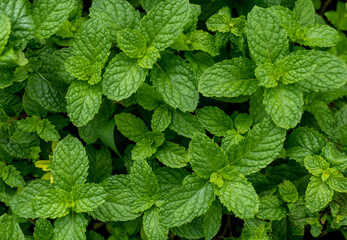 mint leaves, Organic fresh mint leaves background, Pepper mint wallpaper, green leaves mint background, fresh mint leaves background. © 9Kowit