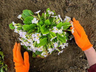 The gardener in orange gardening gloves is planting flowers and taking care of them