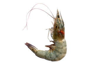 Fresh Shrimp,  shrimp on a white background, isolated shrimp on white background, prawns on white background.