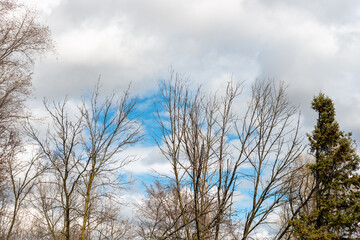 bare trees on a cloudy blue sky