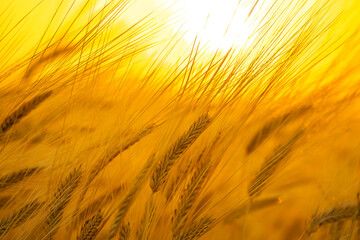 黄金に輝く麦畑