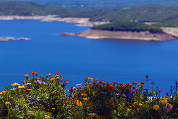 Flowers on a dam / dike