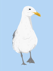 Sea gull. Realistic vector animal