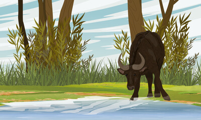 An African buffalo drinks water from a river. Wildlife of Africa. Realistic vector landscape
