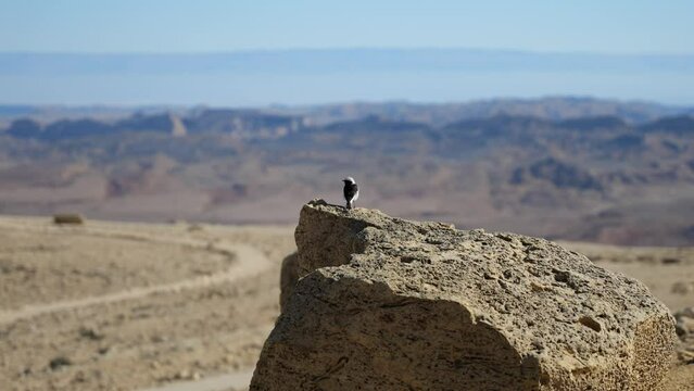 Beautiful Mourning wheatear black and white small bird standing alone still on a rock in the middle of the desert with view to the mountains, on a bright sunny day, Sde Boker, Negev, Israel