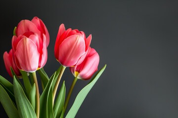 photo of Ramadan Tulip flower