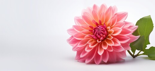  A beautiful Dahlia flower isolated on a white background with empty space on one side for text