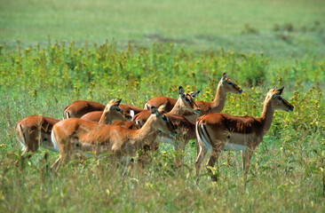 Impala, femelle, Aepyceros melampus, Parc national Serengeti, Tanzanie