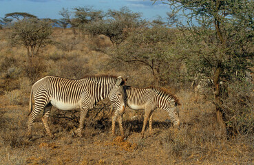 Obraz premium Zébre de Grévy, Equus grevyi grevyi, Parc national de Samburu, Kenya