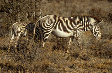 Zébre de Grévy, Equus grevyi grevyi, Parc national de Samburu, Kenya