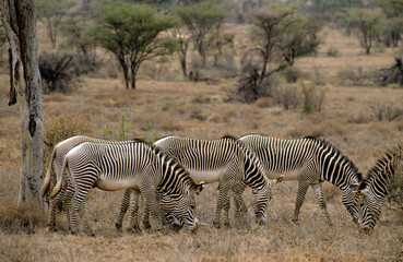Obraz premium Zébre de Grévy, Equus grevyi grevyi, Parc national de Samburu, Kenya
