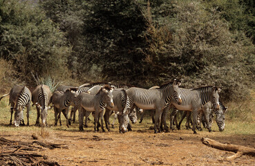 Zébre de Grévy, Equus grevyi grevyi, Parc national de Samburu, Kenya
