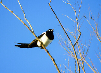 Pie bavarde,.Pica pica, Eurasian Magpie