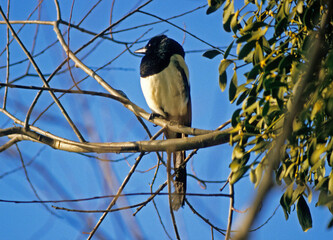 Pie bavarde,.Pica pica, Eurasian Magpie