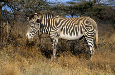 Zébre de Grévy, Equus grevyi grevyi, Parc national de Samburu, Kenya