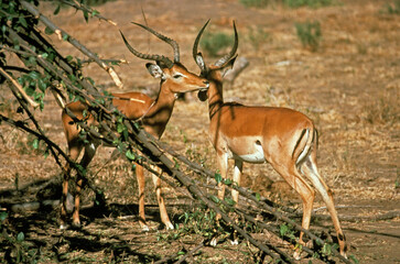 Impala, mâle, Aepyceros melampus, Parc national de Masai Mara, Kenya