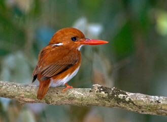 Martin pêcheur malgache,.Corythornis madagascariensis, Madagascar Pygmy Kingfisher, Madagascar