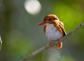 Martin pêcheur malgache,.Corythornis madagascariensis, Madagascar Pygmy Kingfisher, Madagascar