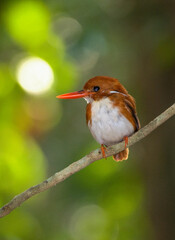 Martin pêcheur malgache,.Corythornis madagascariensis, Madagascar Pygmy Kingfisher, Madagascar