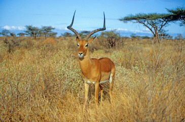 Impala, mâle, Aepyceros melampus, Parc national de Masai Mara, Kenya