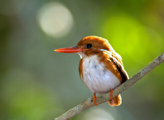 Martin pêcheur malgache,.Corythornis madagascariensis, Madagascar Pygmy Kingfisher, Madagascar