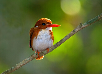 Martin pêcheur malgache,.Corythornis madagascariensis, Madagascar Pygmy Kingfisher, Madagascar