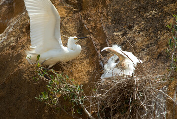 Grande Aigrette, nid, jeune,. Ardea alba, Great Egret - obrazy, fototapety, plakaty