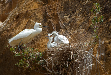 Grande Aigrette, nid, jeune,. Ardea alba, Great Egret