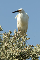 Grande Aigrette,. Ardea alba, Great Egret
