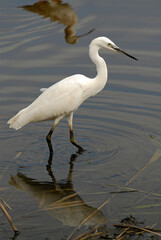 Grande Aigrette,. Ardea alba, Great Egret