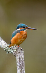 Martin pêcheur d'Europe,.Alcedo atthis, Common Kingfisher
