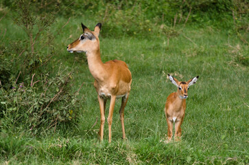 Impala, femelle et jeune,  aepyceros melanpus, Parc national de Nakuru, Kenya, Afrique de l'Est