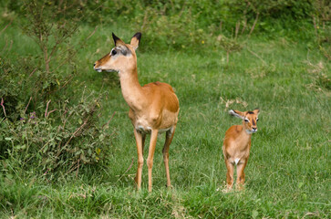 Impala, femelle et jeune,  aepyceros melanpus, Parc national de Nakuru, Kenya, Afrique de l'Est