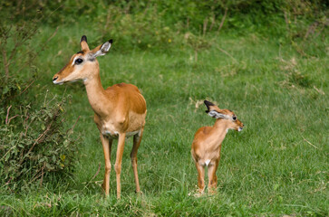 Impala, femelle et jeune,  aepyceros melanpus, Parc national de Nakuru, Kenya, Afrique de l'Est