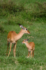 Impala, femelle et jeune,  aepyceros melanpus, Parc national de Nakuru, Kenya, Afrique de l'Est
