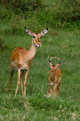 Naklejka na ściany i meble Impala, femelle et jeune, aepyceros melanpus, Parc national de Nakuru, Kenya, Afrique de l'Est